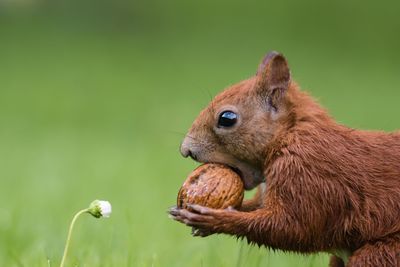 Close-up side view of a squirrel against blurred background