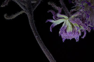 Close-up of plant during winter at night