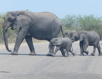 Elephant walking in a farm