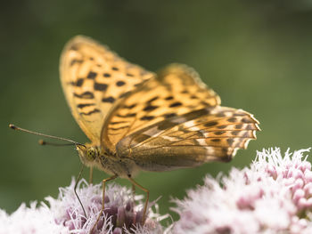 Close-up of butterfly pollinating on flower