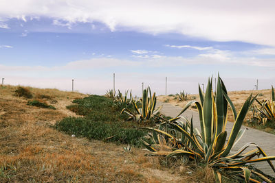 Plants growing on field against sky