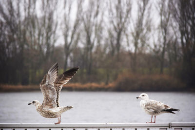 Close-up of seagull flying over water