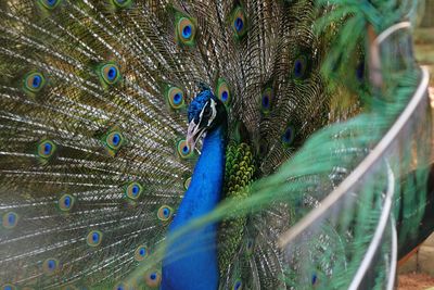 Close-up of peacock feathers