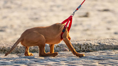 Horse standing on beach