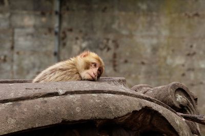 Lonely monkey leaning on stone