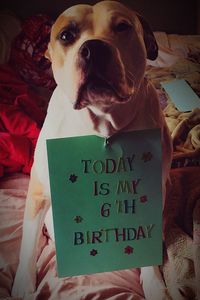 Close-up of dog with text