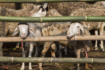 Sheep seen through fence