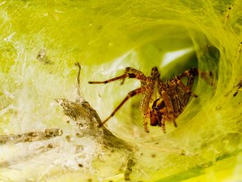 Close-up of insect