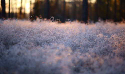 View of trees on snow covered land