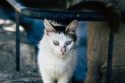 Close-up portrait of cat