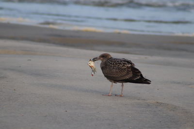 Bird perching on a beach