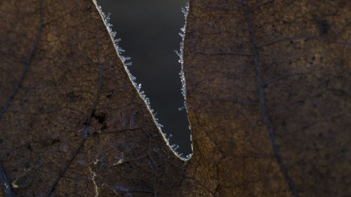 Close-up of leaf