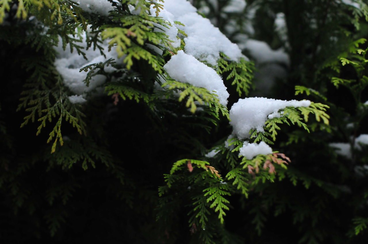 growth, leaf, nature, plant, close-up, green color, focus on foreground, white color, beauty in nature, tree, tranquility, forest, winter, cold temperature, snow, selective focus, branch, outdoors, day, no people