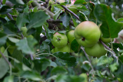 Close-up of apples on tree