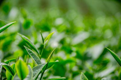 Close-up of fresh green plant in field