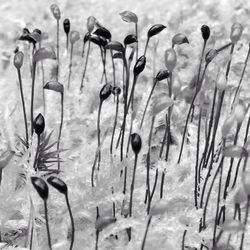 Close-up of plant growing on field