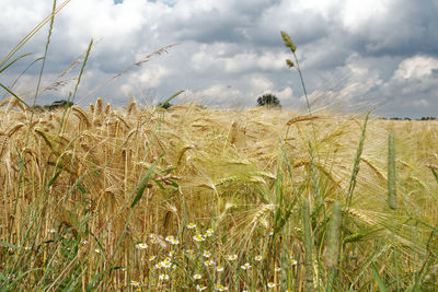 Scenic view of wheat field against sky