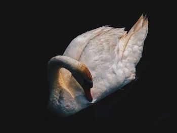 Close-up of swan swimming in water against black background