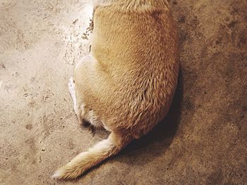 High angle view of dog sleeping