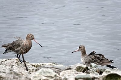 Godwits on rock in lake