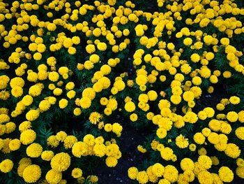 Full frame shot of yellow flowering plants