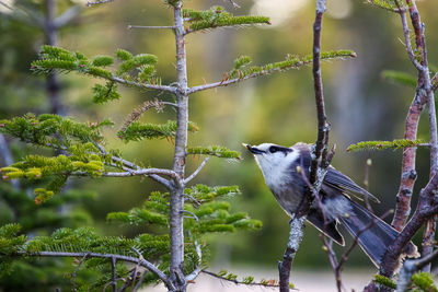 Close-up of bird perching on tree