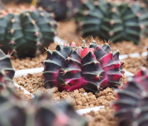 Close-up of cactus