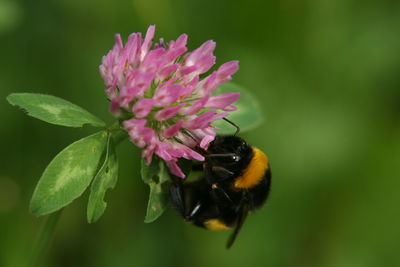 Close-up of honey bee pollinating on pink flower