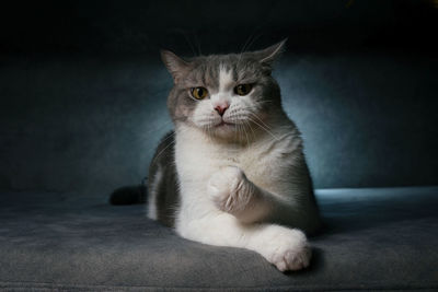 Close-up portrait of cat