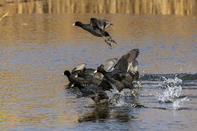 Bird flying over lake