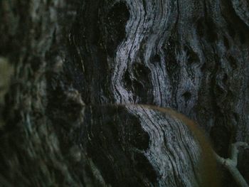 Full frame shot of tree stump