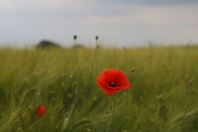 Close-up of poppy growing in field