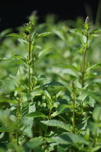 Close-up of plant growing on field