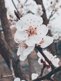 Close-up of white cherry blossom tree