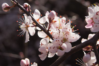 Close-up of cherry blossoms in spring