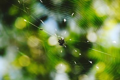 Close-up of spider web