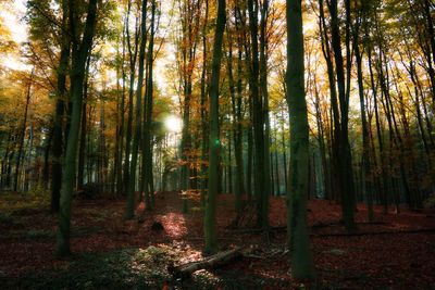 Trees growing in forest