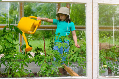 A little girl in a green t-shirt waters with a yellow watering can, tomato bushes