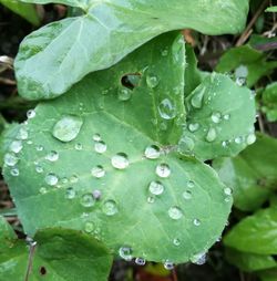 Close-up of water drops on leaf