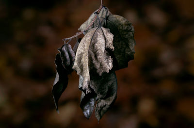 Close-up of wilted rose