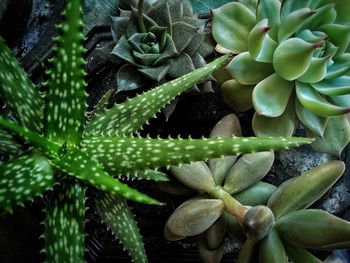 Close-up of succulent plant