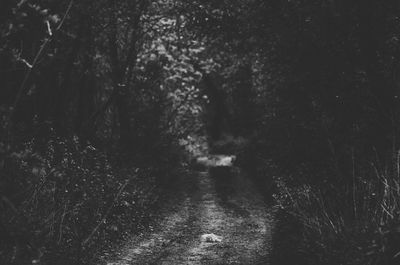 Full frame shot of trees in forest