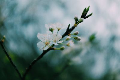 Close-up of white flowers