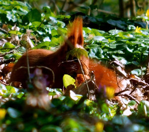 Close-up of a horse in a field