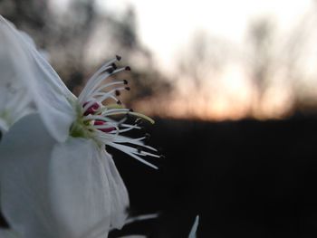 Close-up of flower