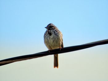 Low angle view of bird perching on cable against sky