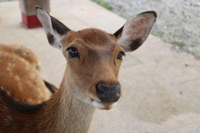 Portrait of deer