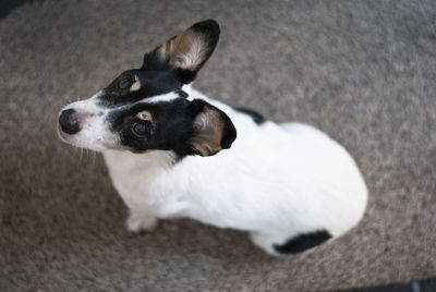 High angle view of dog looking away