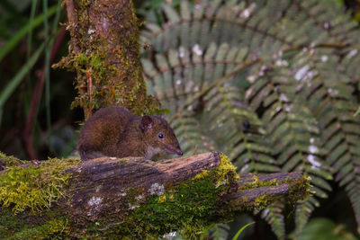 Close-up of squirrel on tree