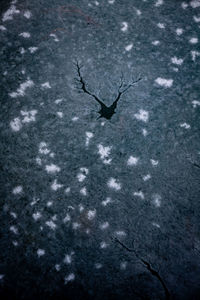 High angle view of an animal on snow